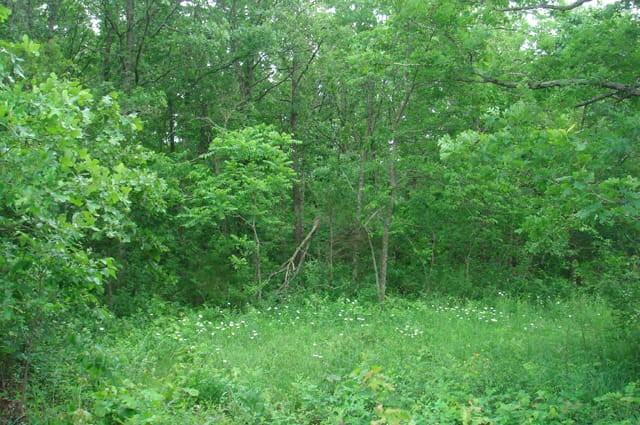 Whispering Oaks Tract 7 photo 5
