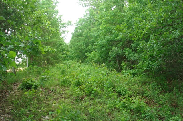 Whispering Oaks Tract 8 photo 1