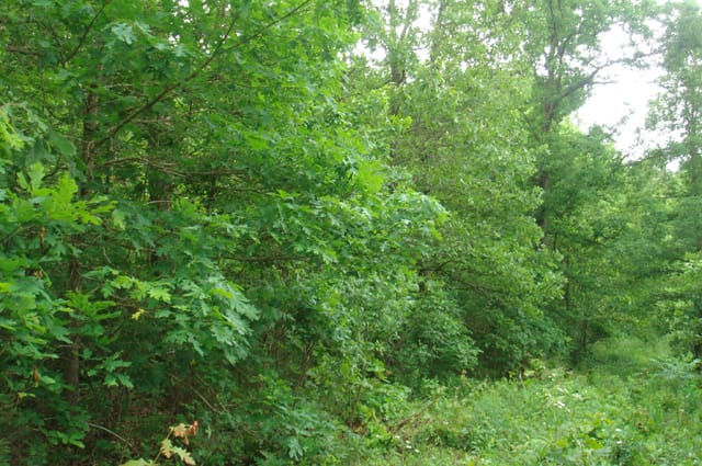 Whispering Oaks Tract 8 photo 2