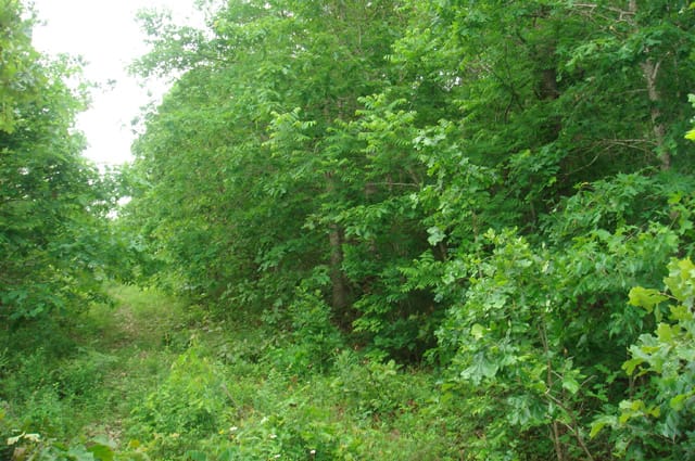 Whispering Oaks Tract 8 photo 3