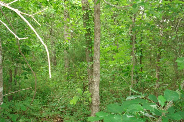Whispering Oaks Tract 8 photo 4