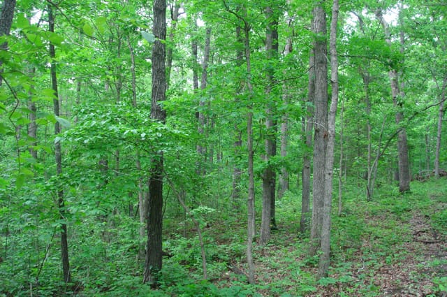 Whispering Oaks Tract 8 photo 5
