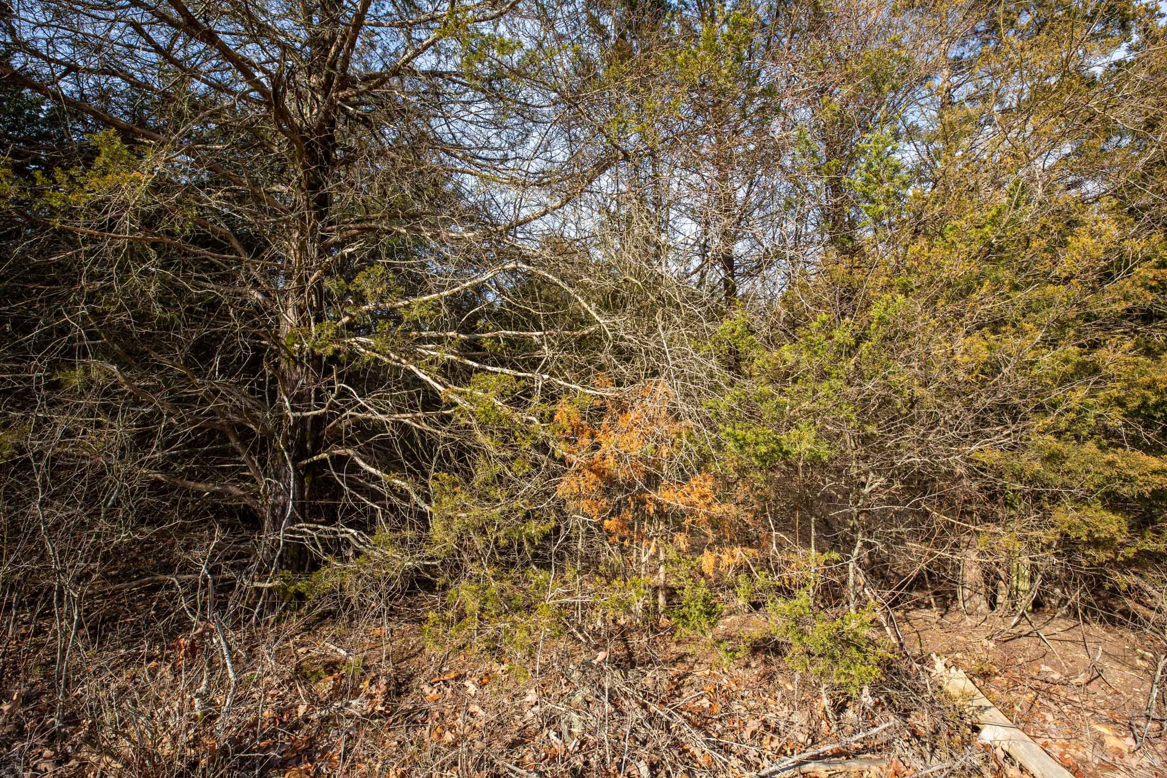 Forest Hill Tract 4 photo 6