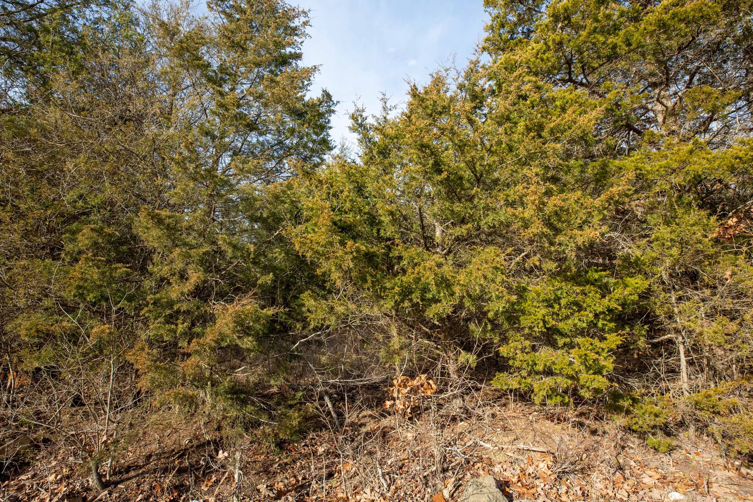 Forest Hill Tract 4 photo 8