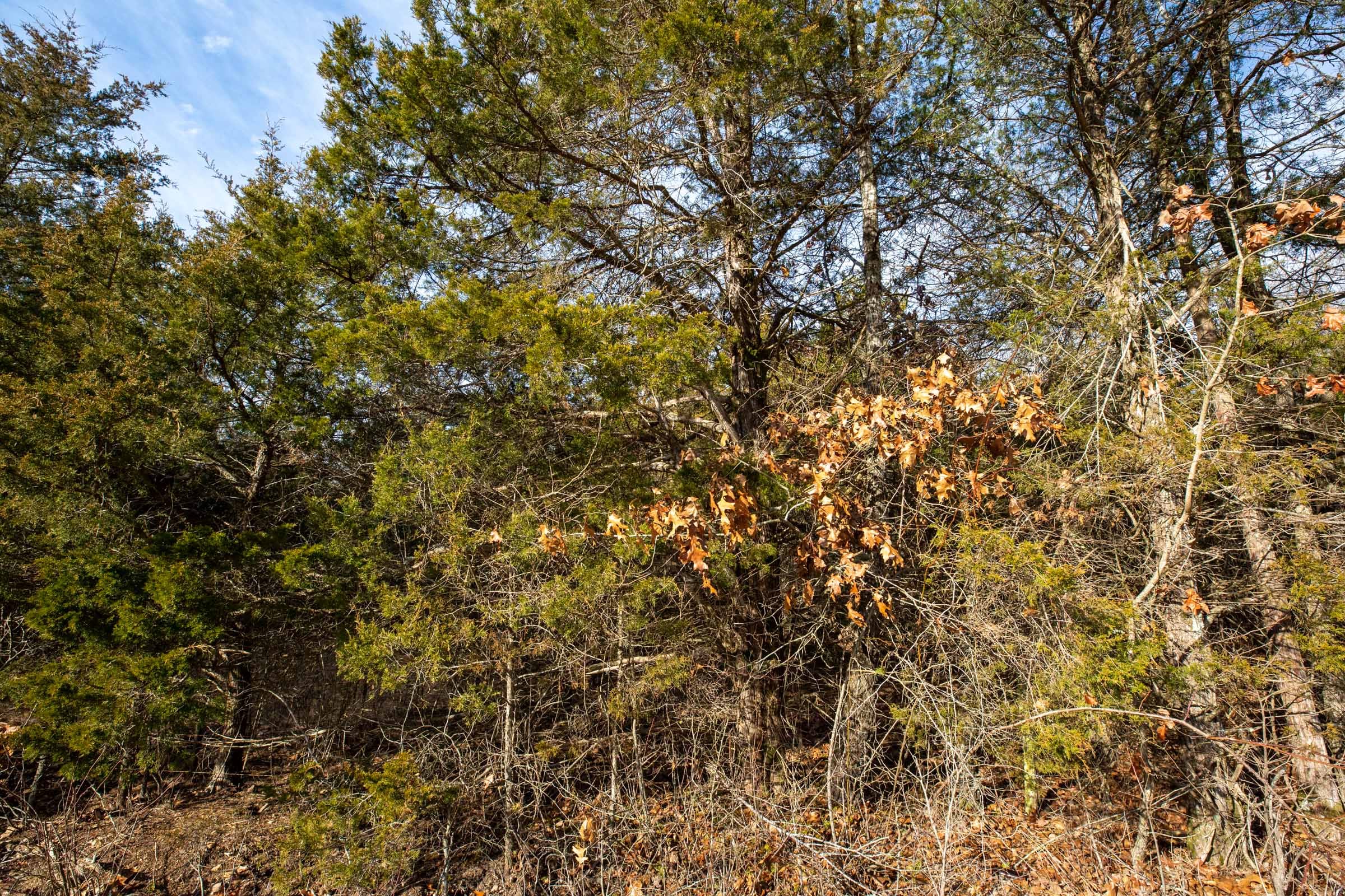 Forest Hill Tract 4 photo 9