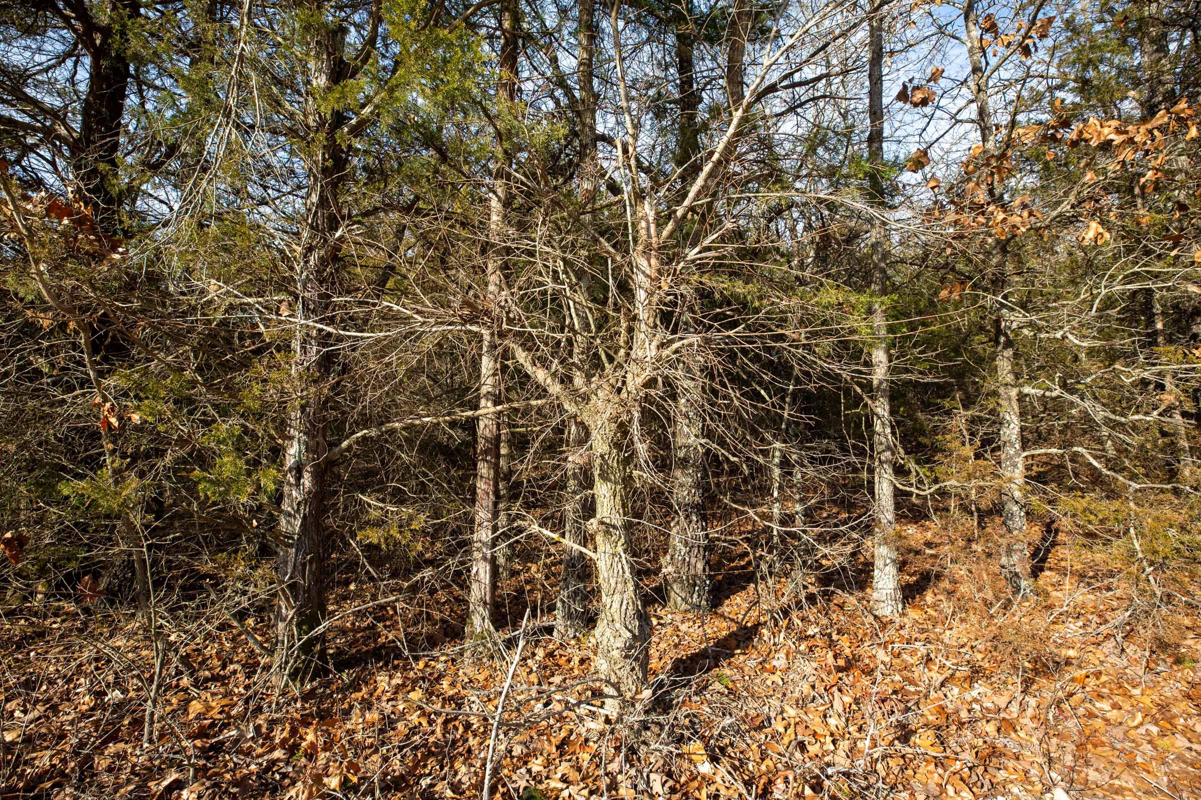 Forest Hill Tract 4 photo 2