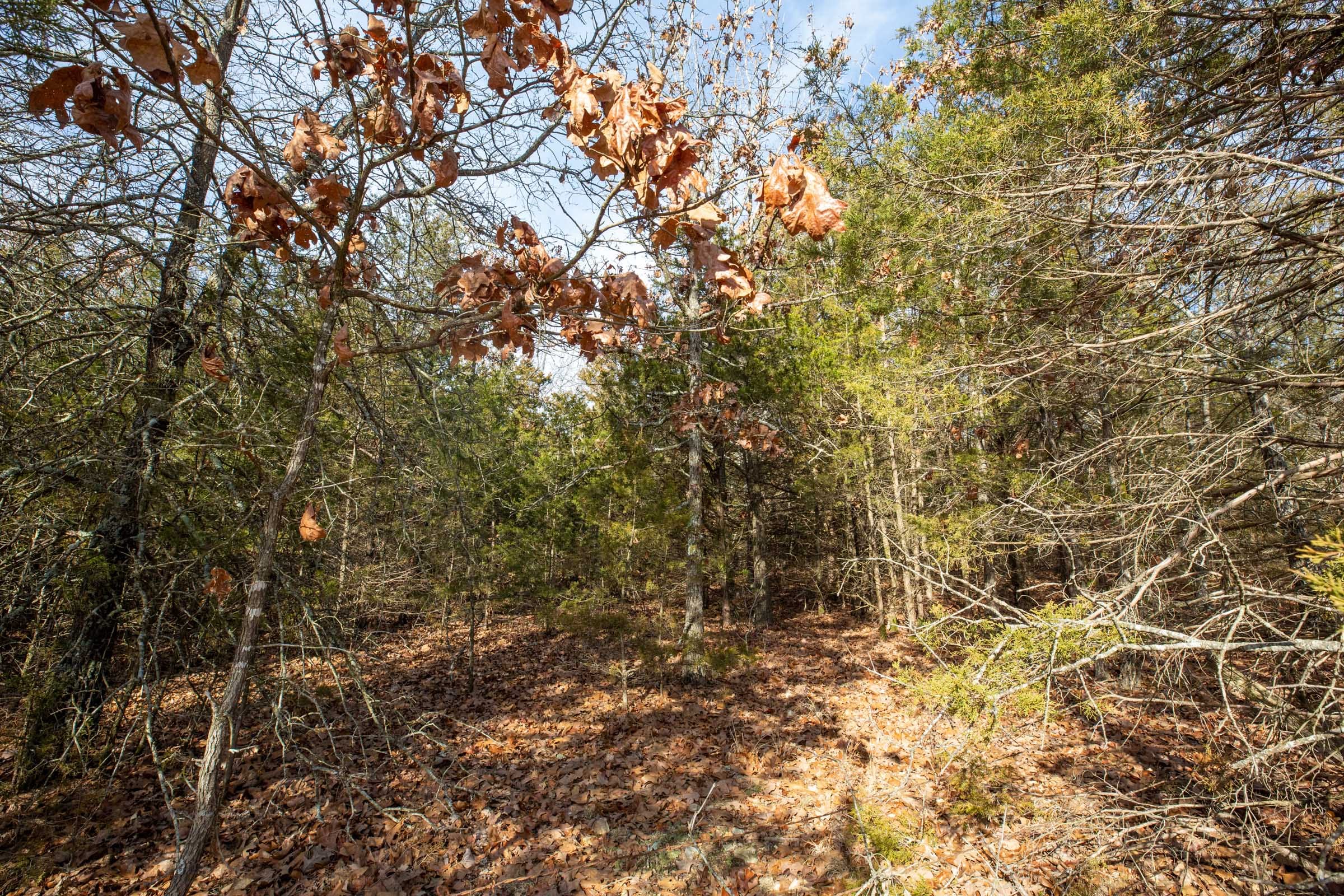 Forest Hill Tract 4 photo 3