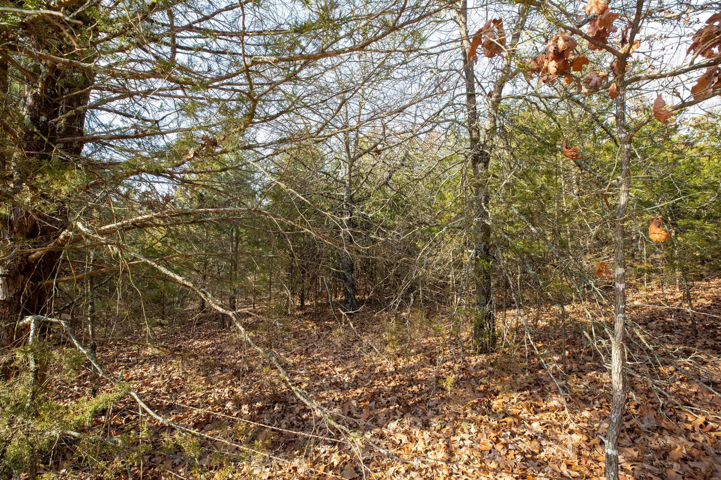 Forest Hill Tract 4 photo 10