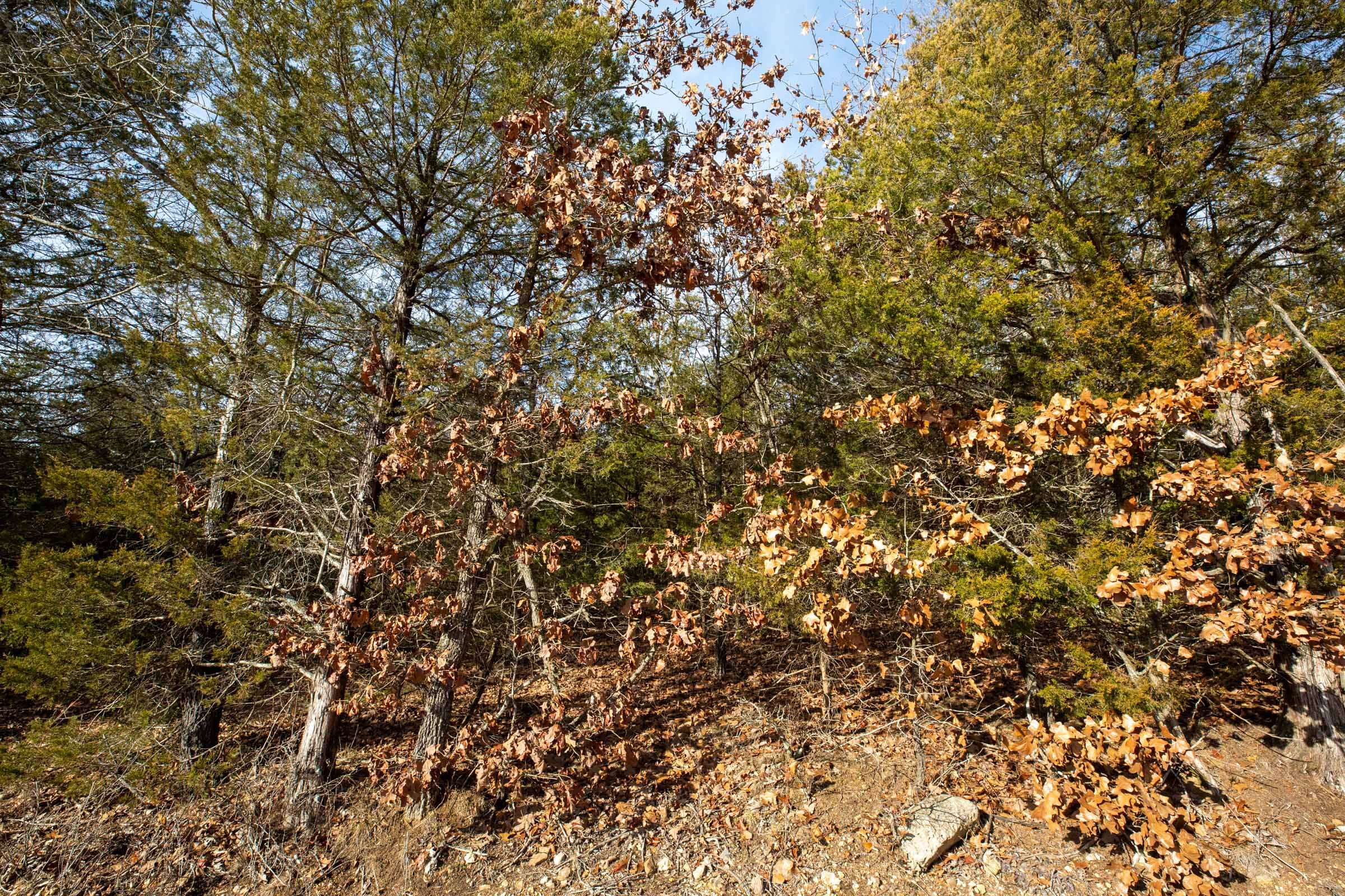 Forest Hill Tract 4 photo 11