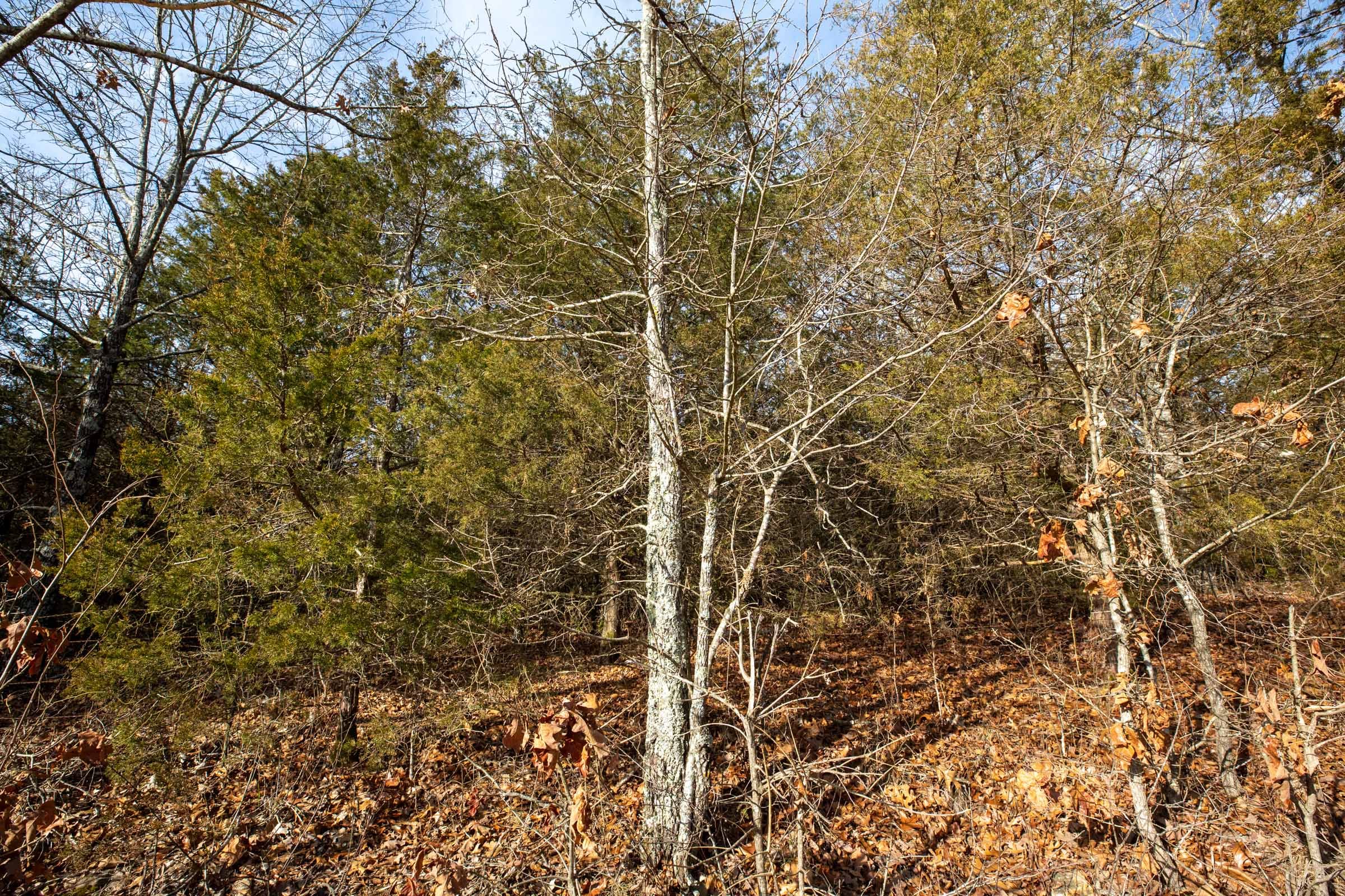 Forest Hill Tract 4 photo 4
