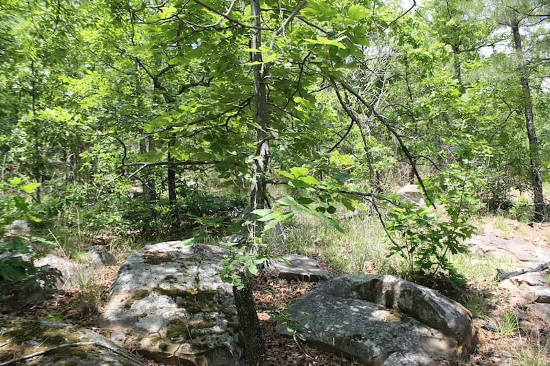 Indian Ridge – Phase II Tract 61 photo 5