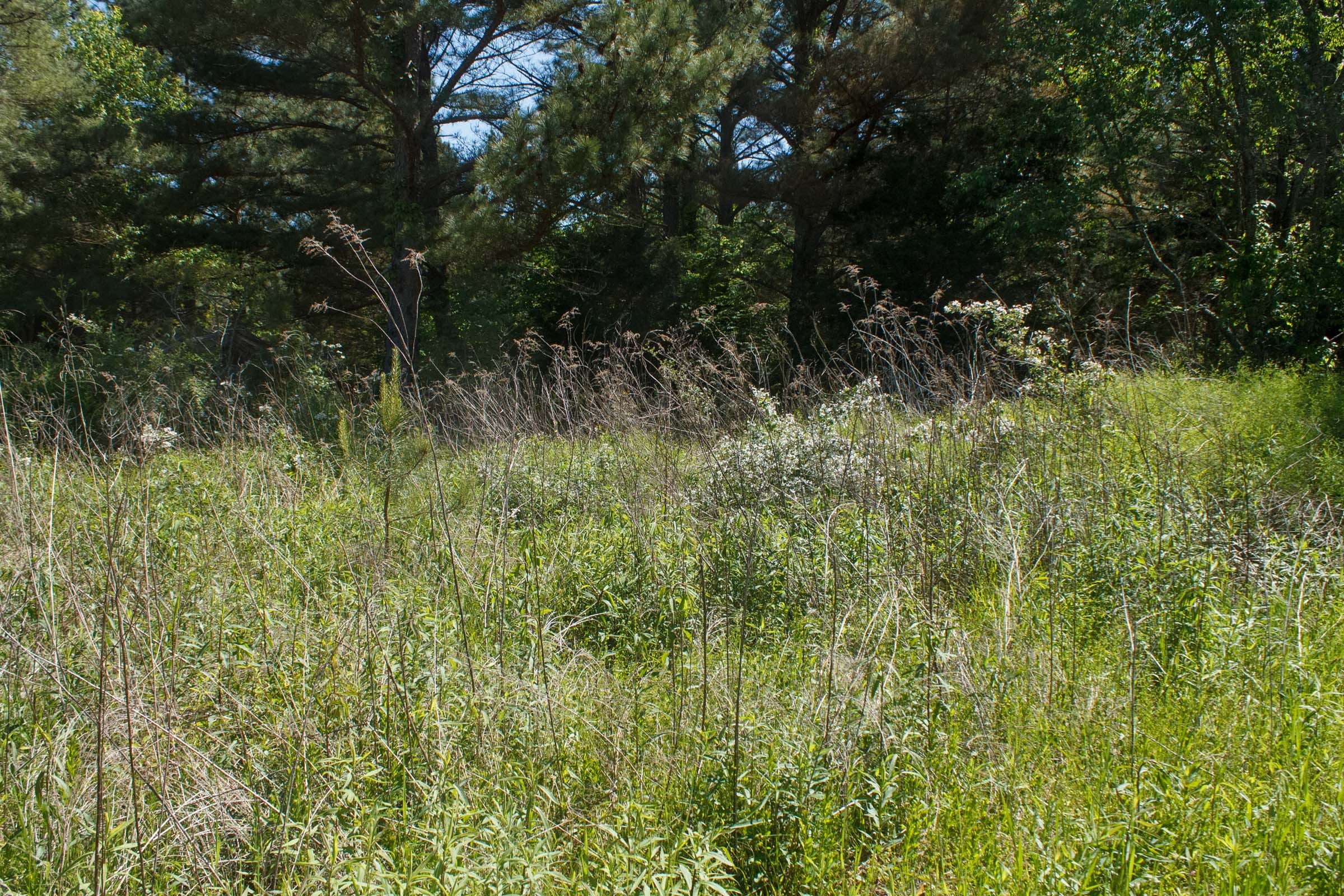 Riverbend Tract 27 photo 7