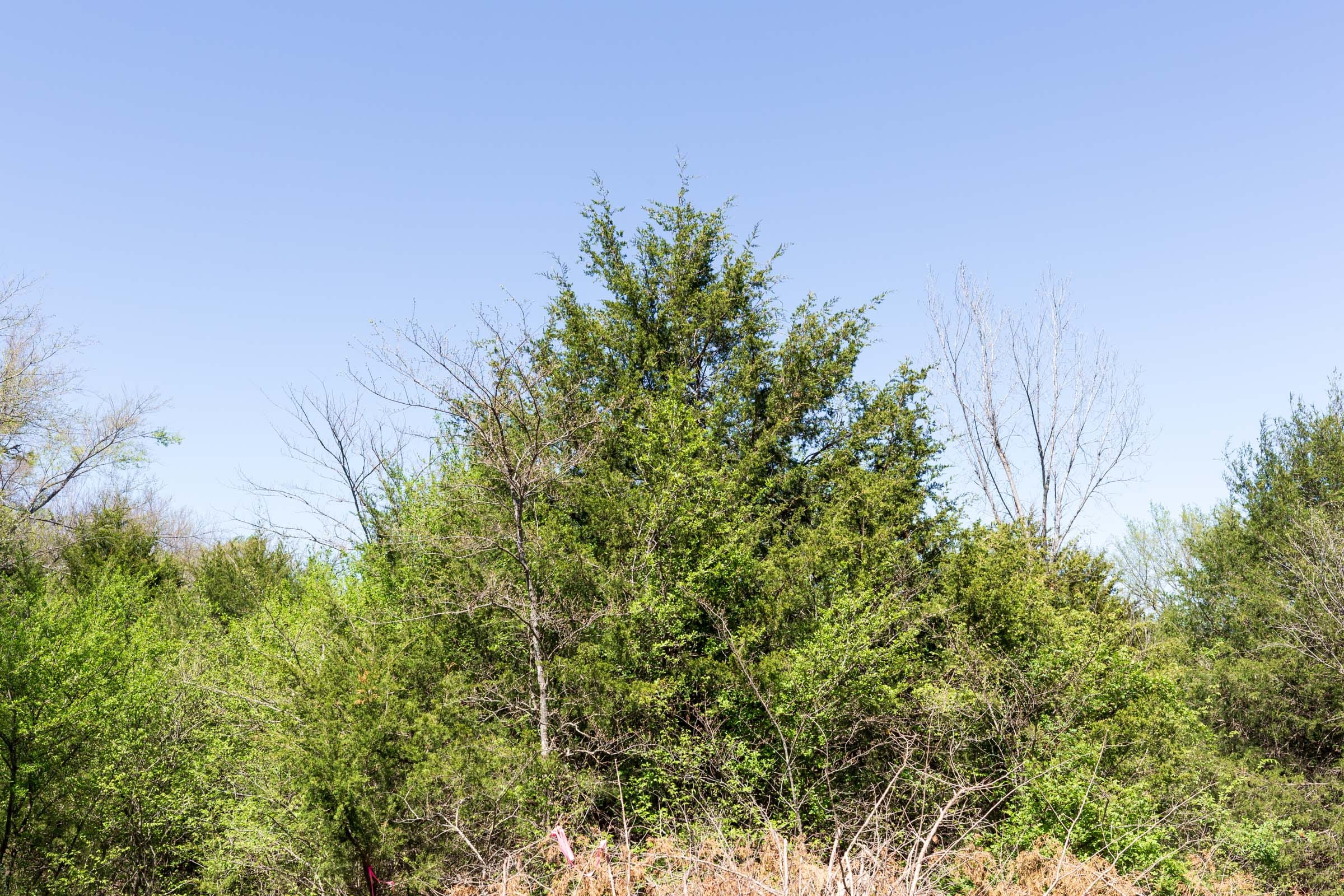 Prairie Grove Tract 27 photo 9