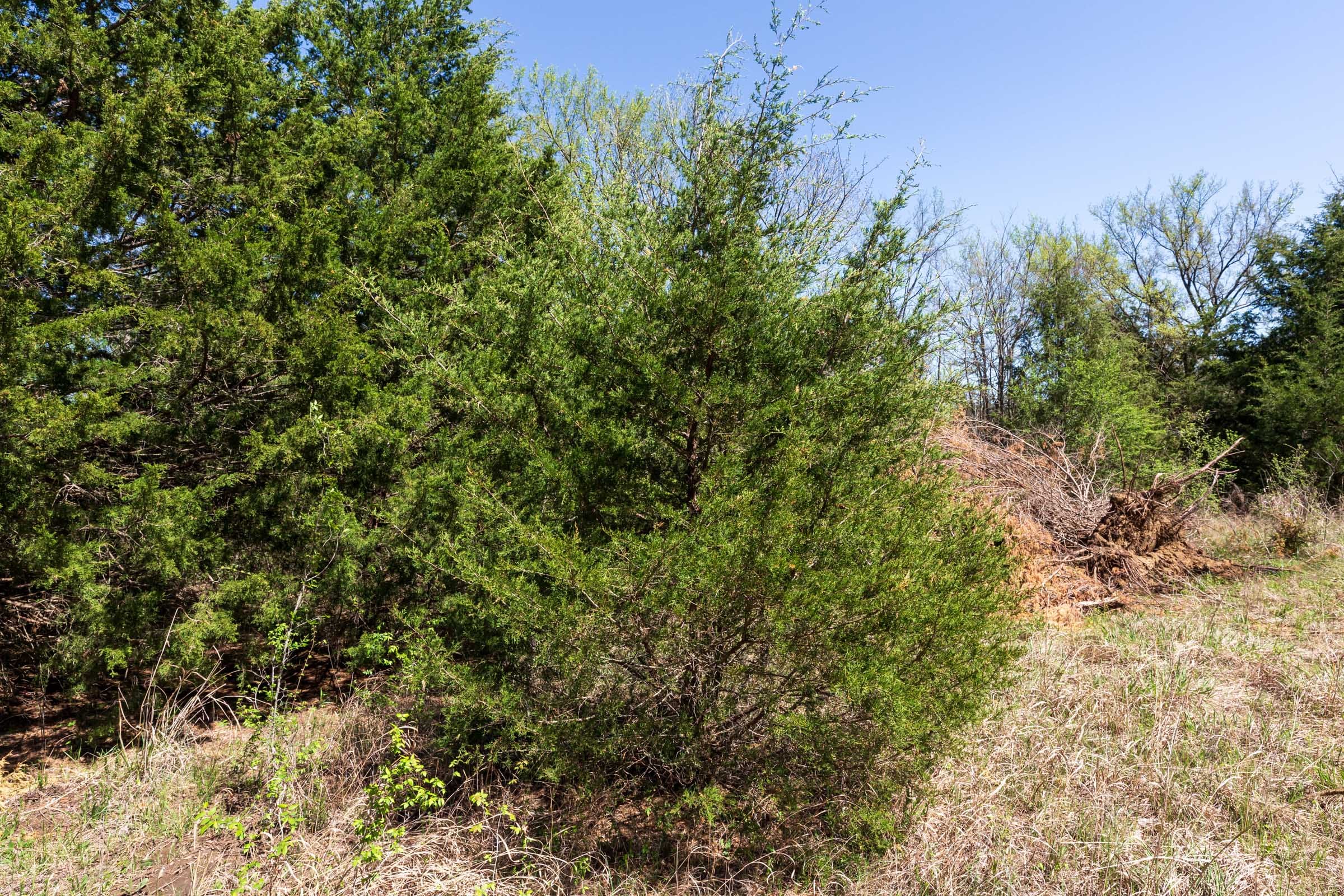 Prairie Grove Tract 27 photo 11