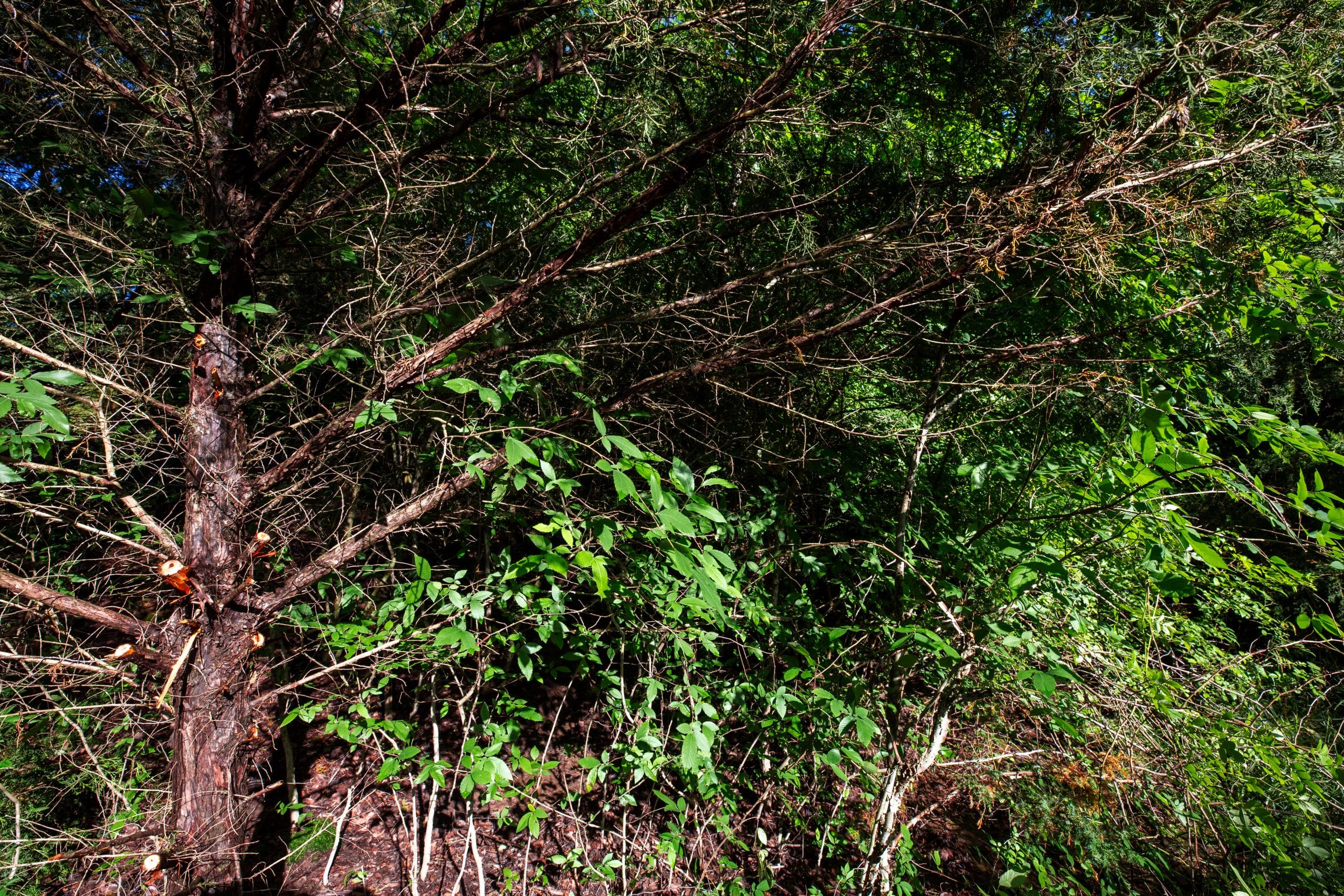 Prairie Grove Tract 27 photo 15