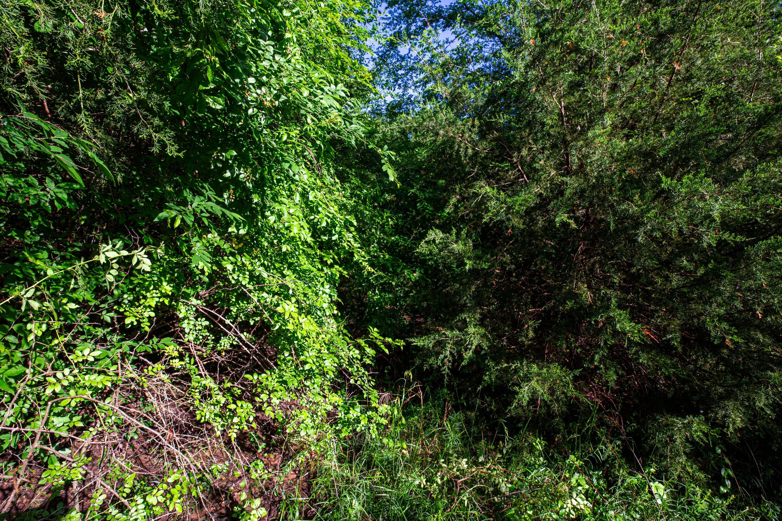 Prairie Grove Tract 27 photo 6