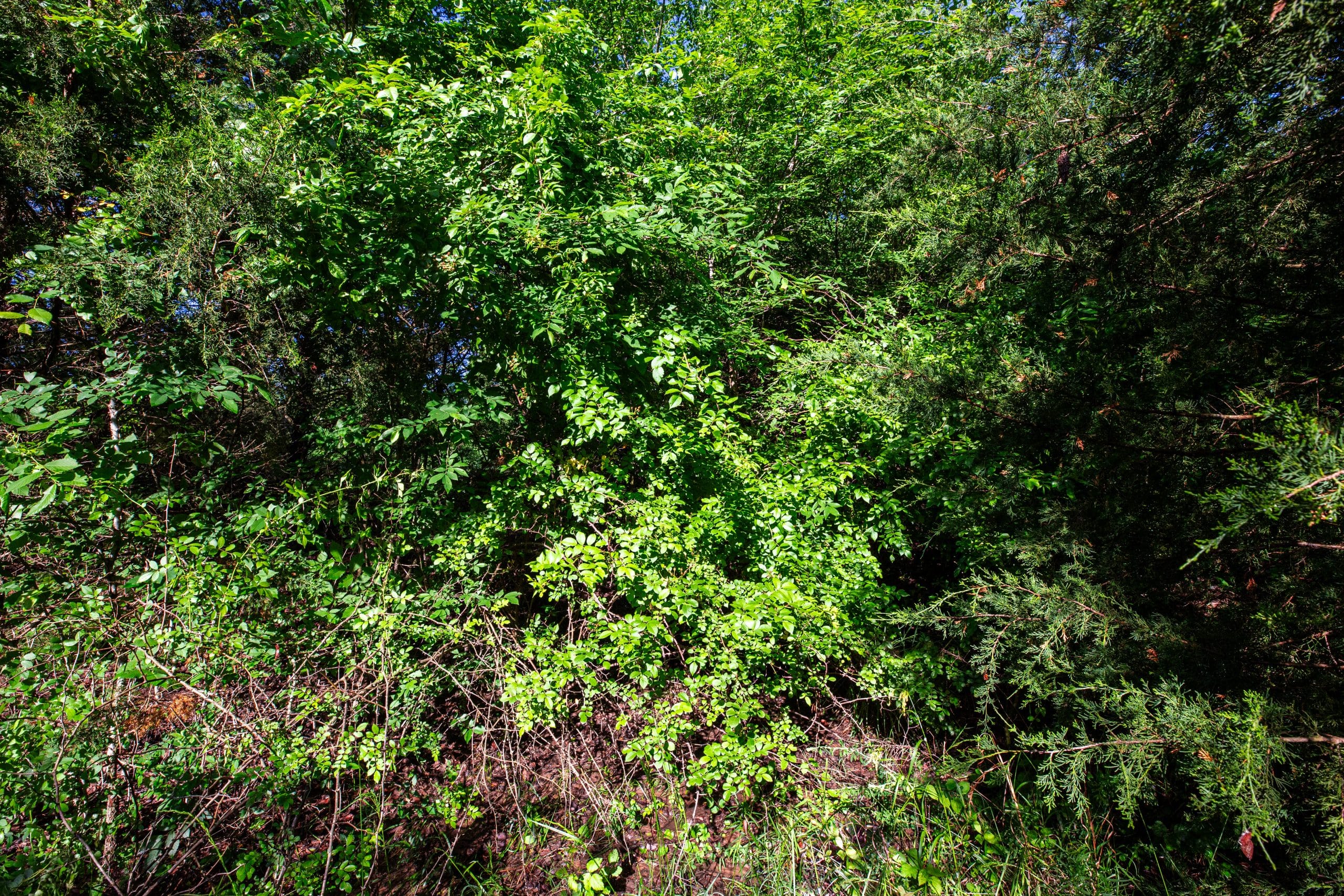 Prairie Grove Tract 27 photo 12