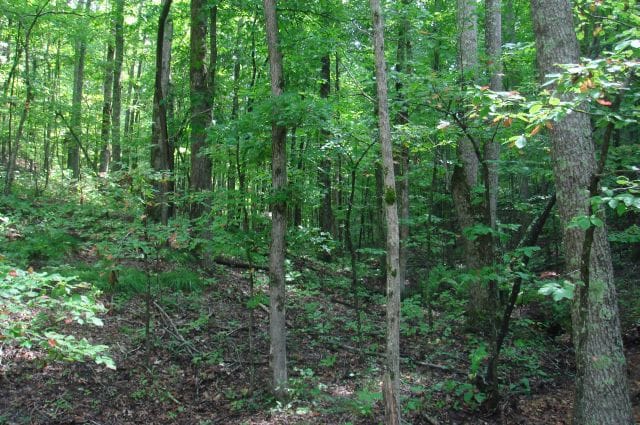 Sugartree Falls Tract 32 photo 2