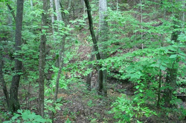 Sugartree Falls Tract 32 photo 4