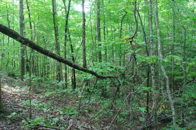 Sugartree Falls Tract 32 photo 5