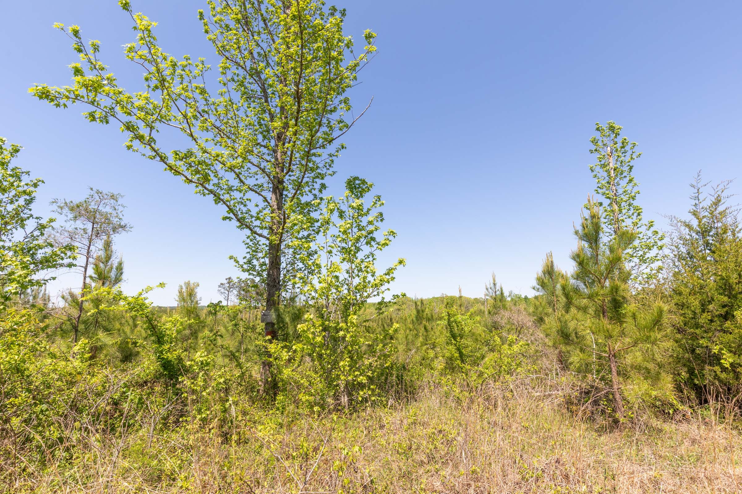 Clear Wood Tract 5 photo 3