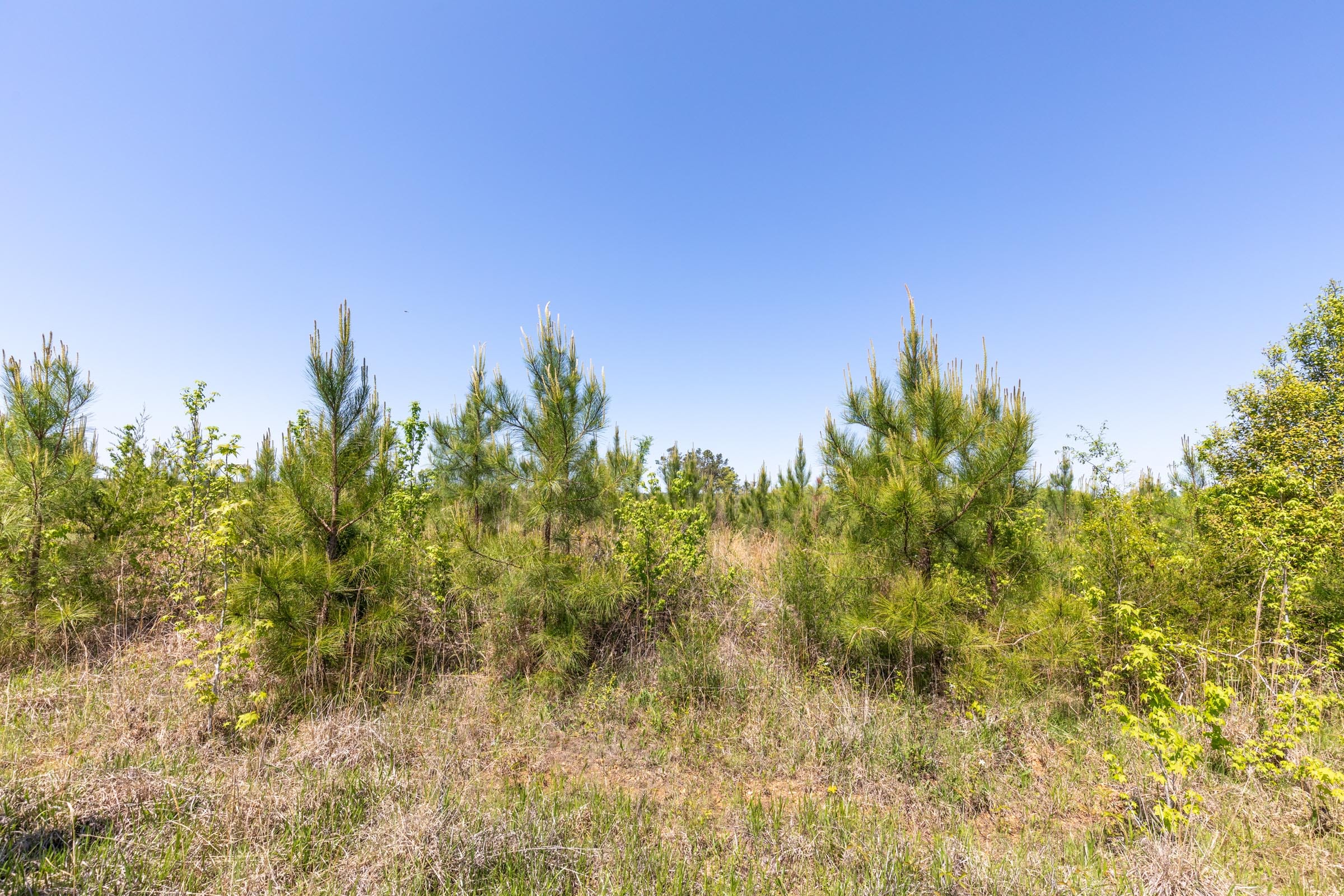 Clear Wood Tract 5 photo 4