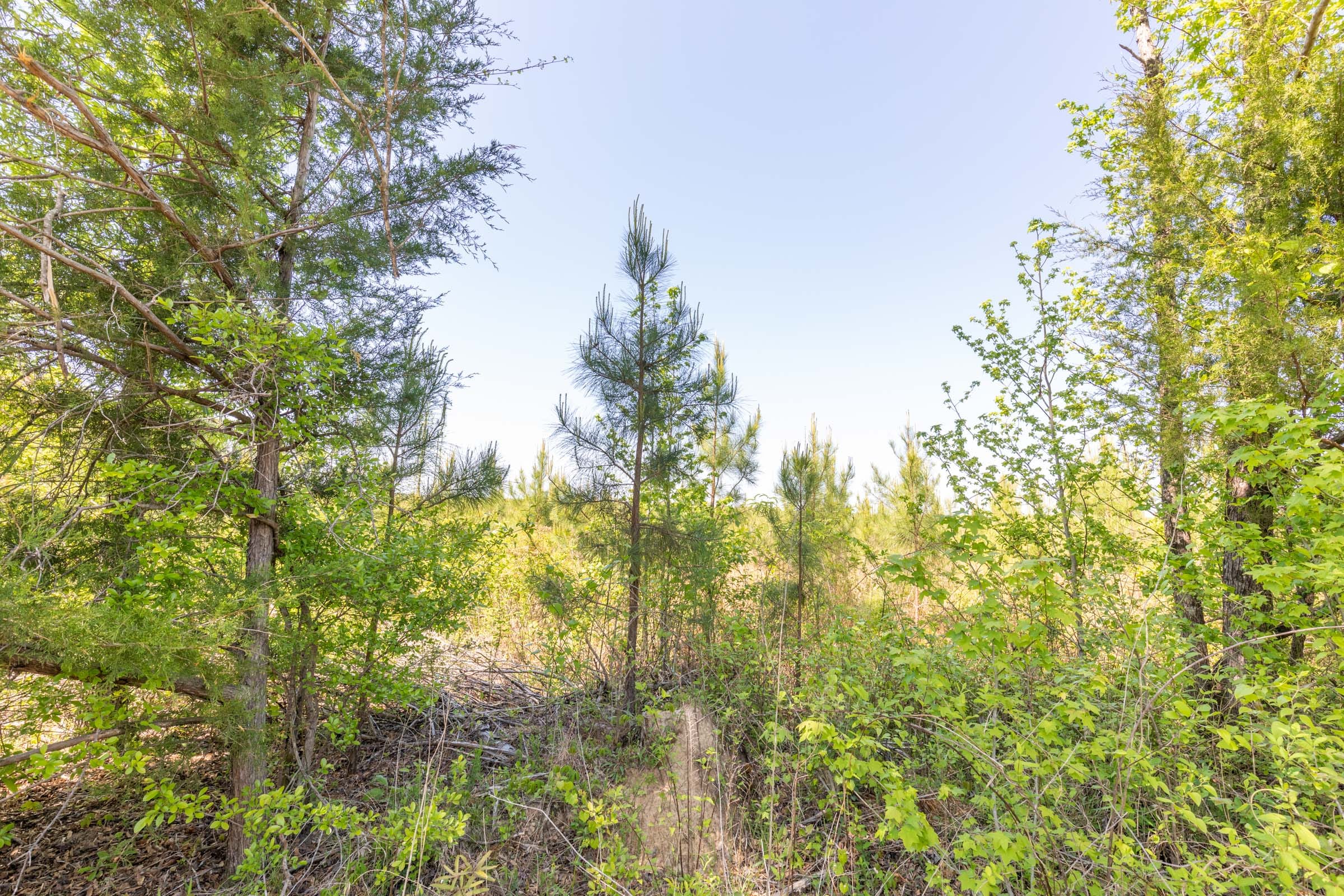 Clear Wood Tract 5 photo 6