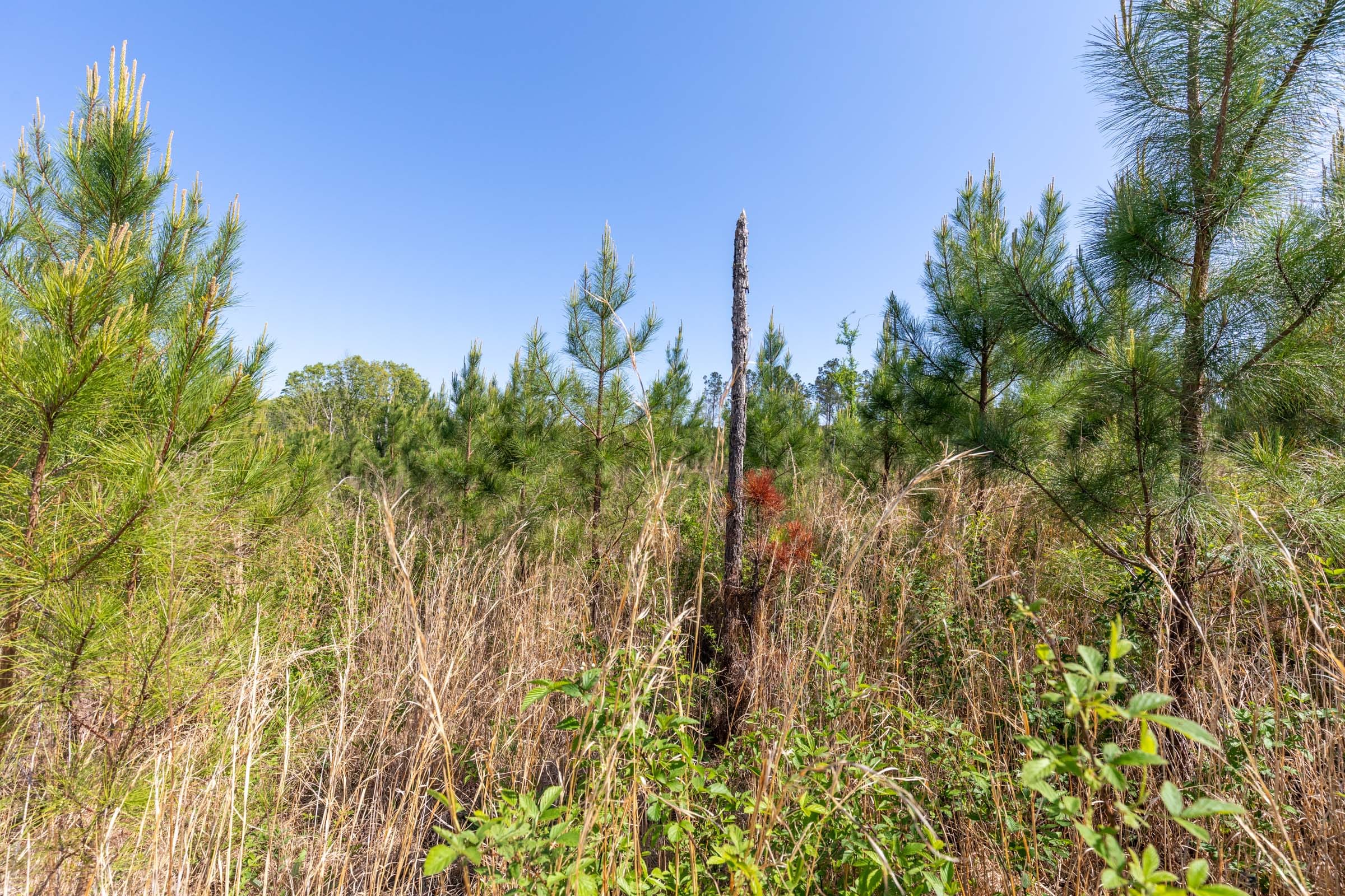 Clear Wood Tract 5 photo 10