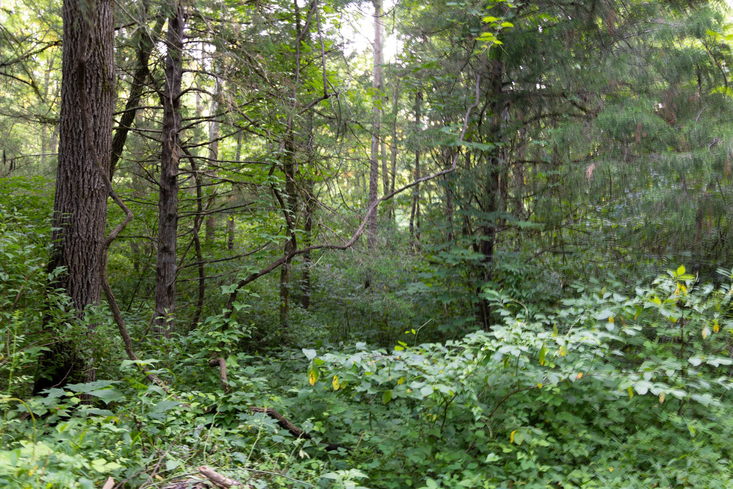 Creek Hollow Phase II Tract 64 photo 11