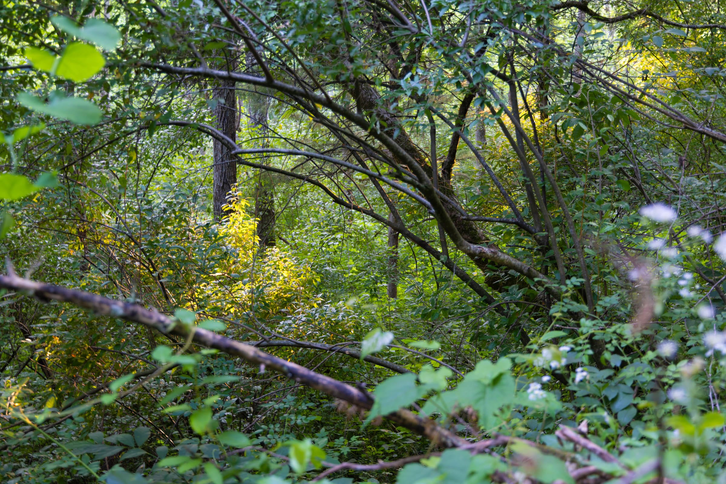 Creek Hollow Phase II Tract 64 photo 8