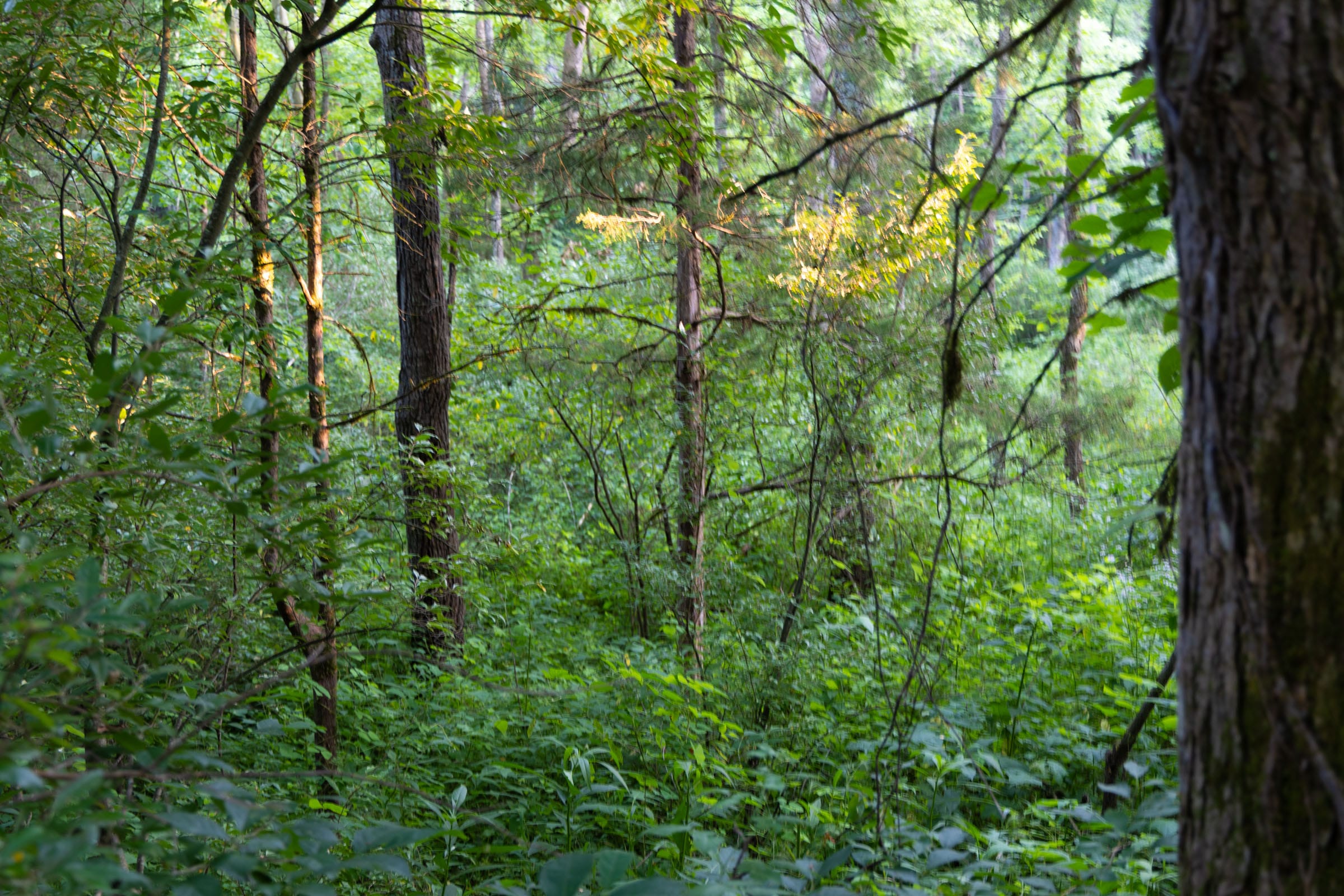 Creek Hollow Phase II Tract 64 photo 7