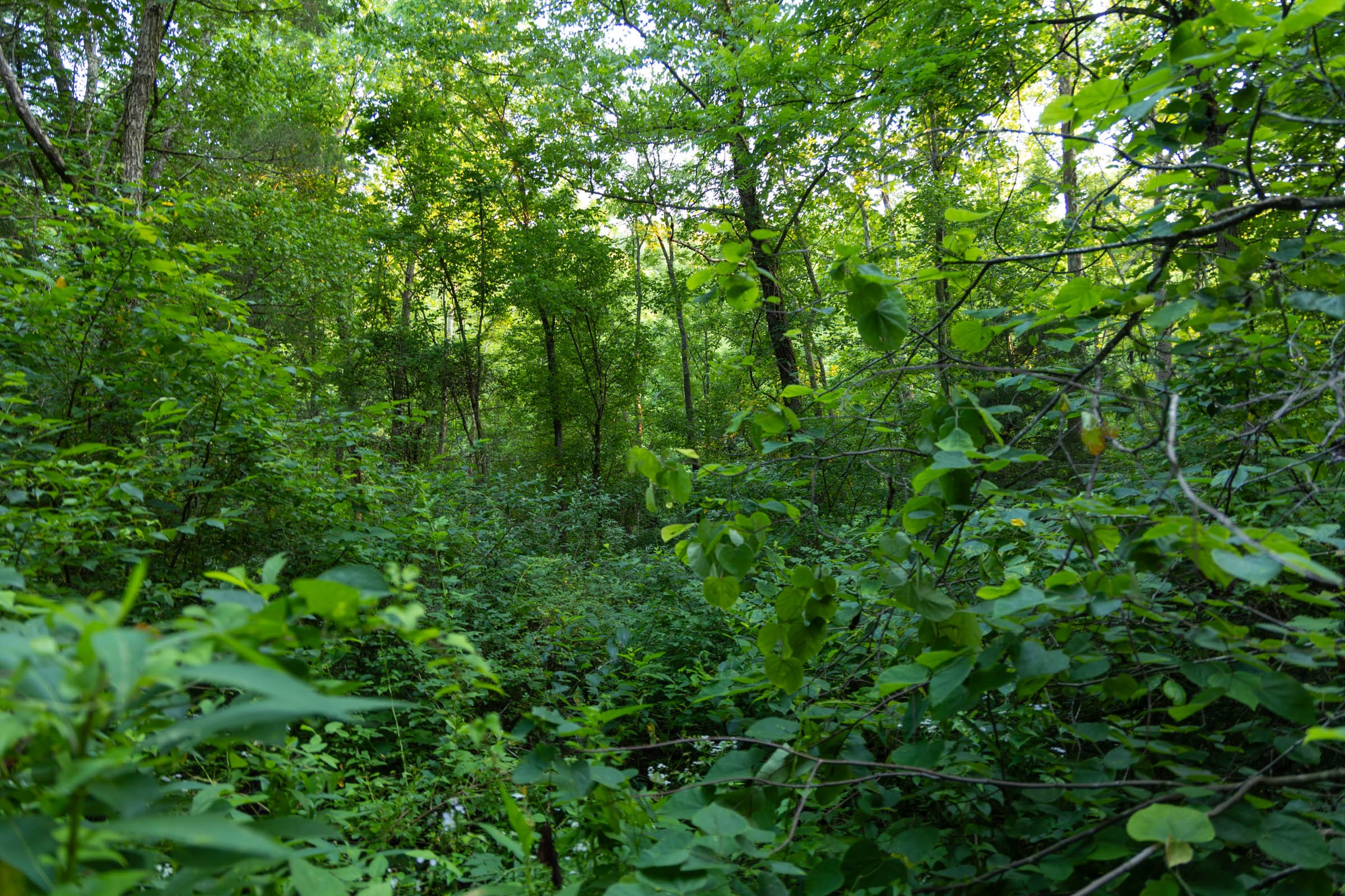 Creek Hollow Phase II Tract 64 photo 3