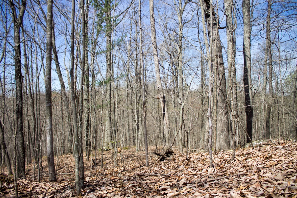 Chestnut Oak Ridge Tract 24 photo 4