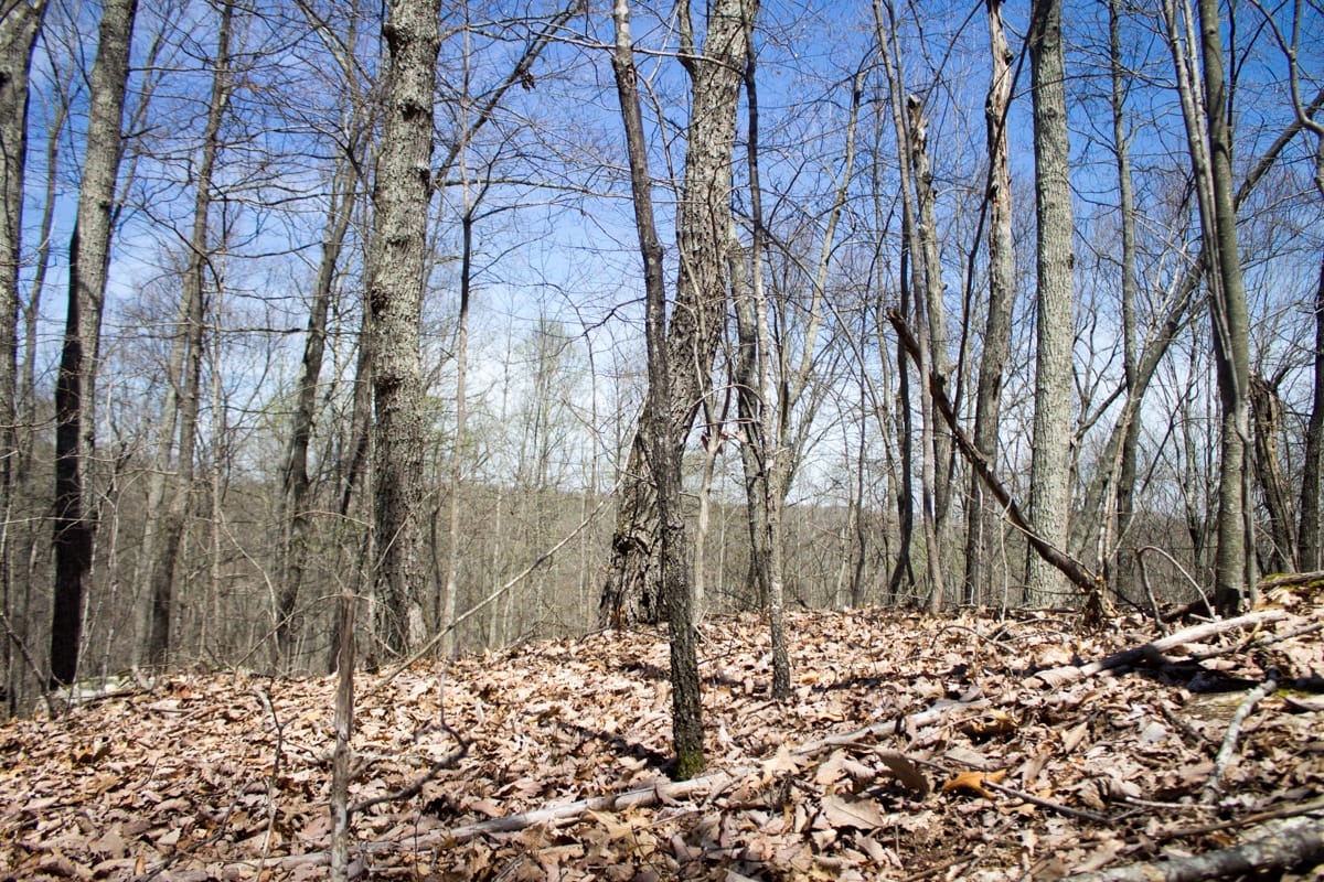 Chestnut Oak Ridge Tract 24 photo 5