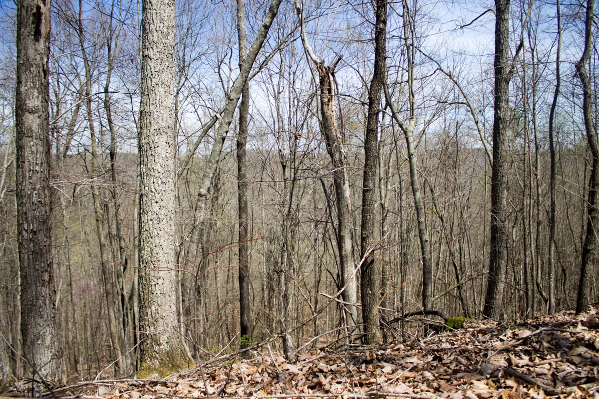 Chestnut Oak Ridge Tract 24 photo 6