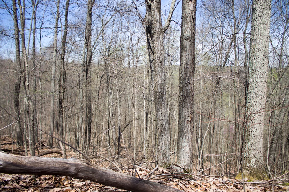 Chestnut Oak Ridge Tract 24 photo 7