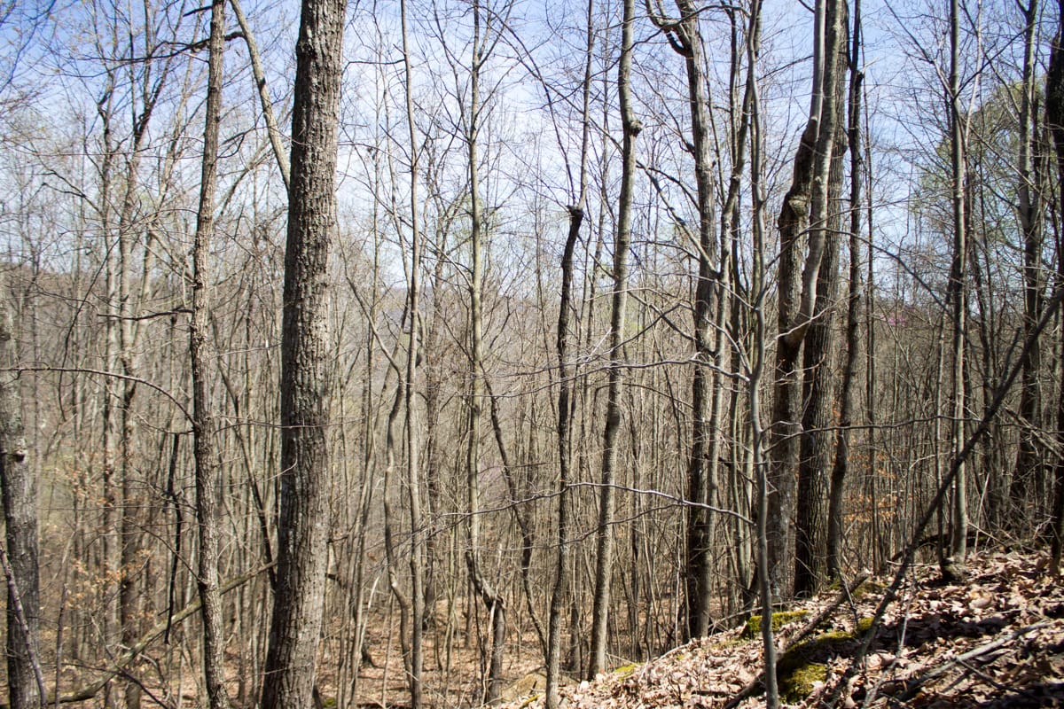 Chestnut Oak Ridge Tract 24 photo 8