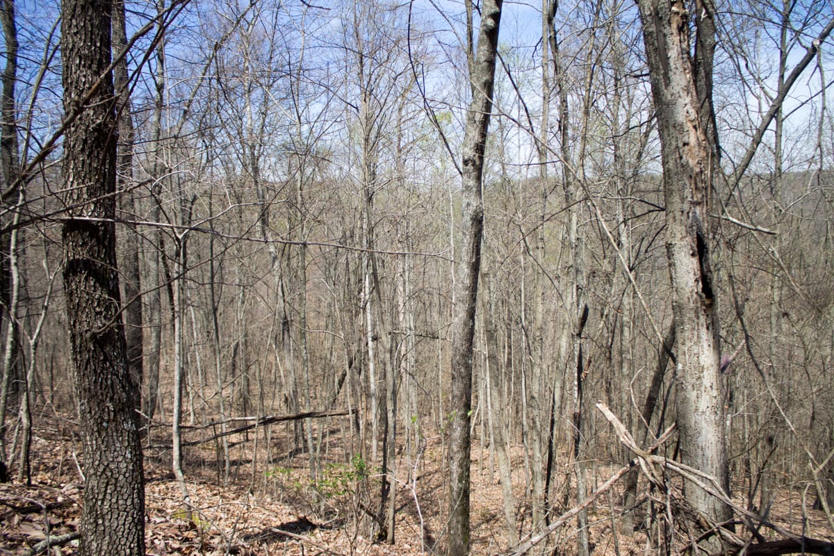 Chestnut Oak Ridge Tract 24 photo 9