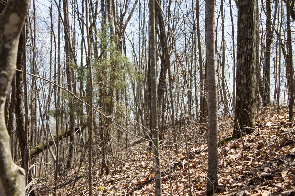Chestnut Oak Ridge Tract 24 photo 10