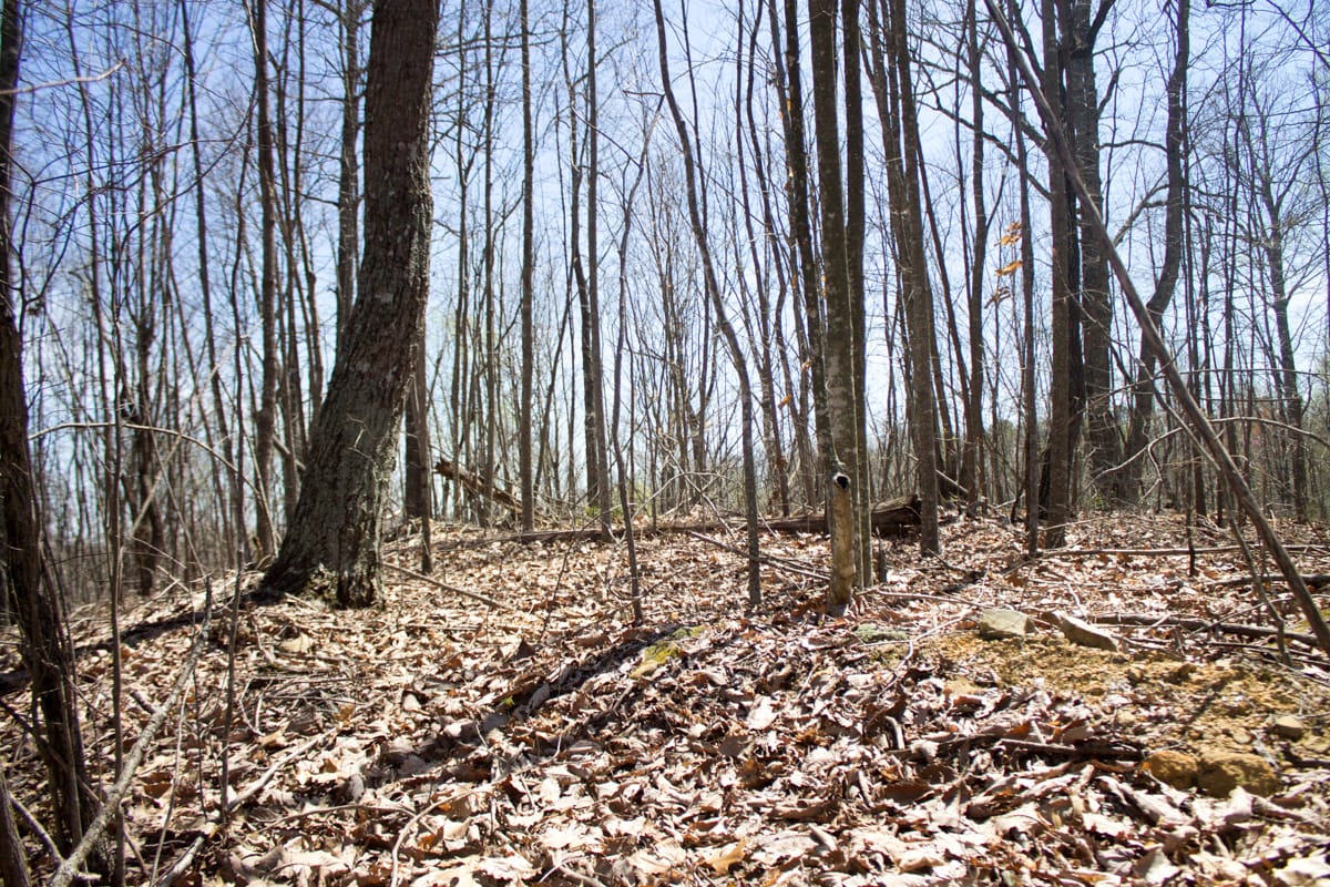 Chestnut Oak Ridge Tract 24 photo 11