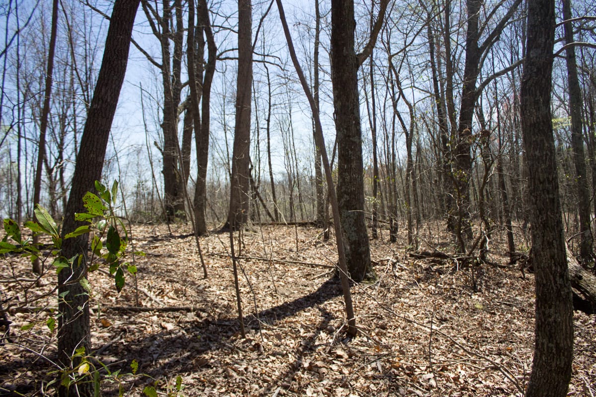 Chestnut Oak Ridge Tract 24 photo 12