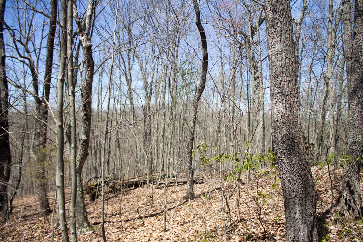 Chestnut Oak Ridge Tract 24 photo 13