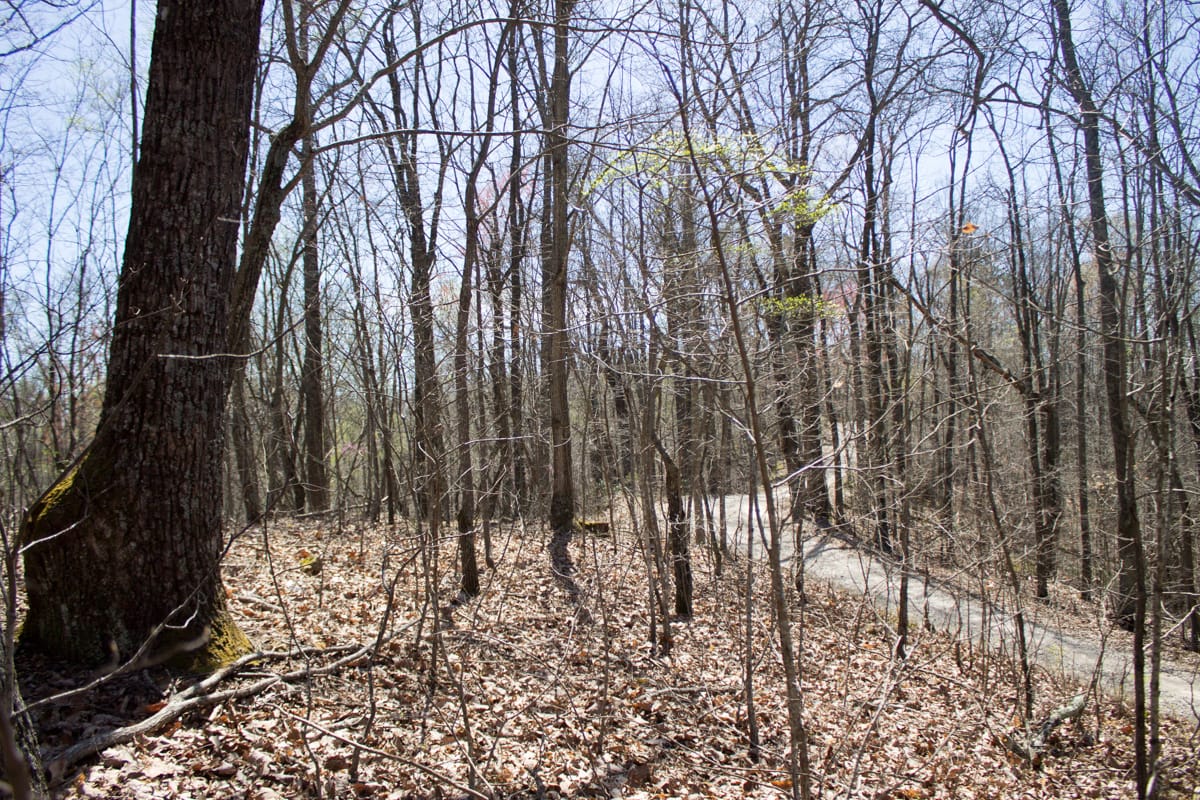 Chestnut Oak Ridge Tract 24 photo 14