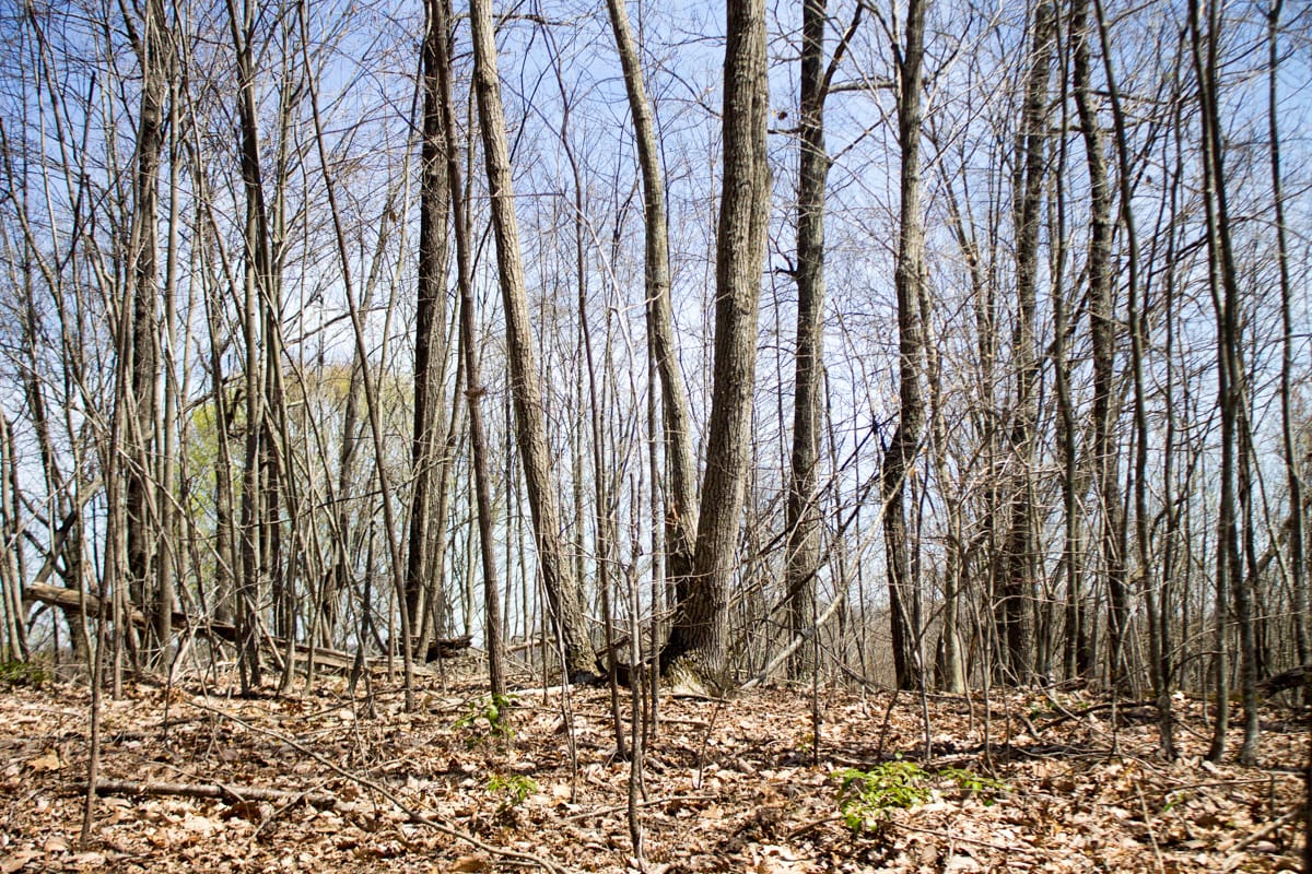 Chestnut Oak Ridge Tract 24 photo 15