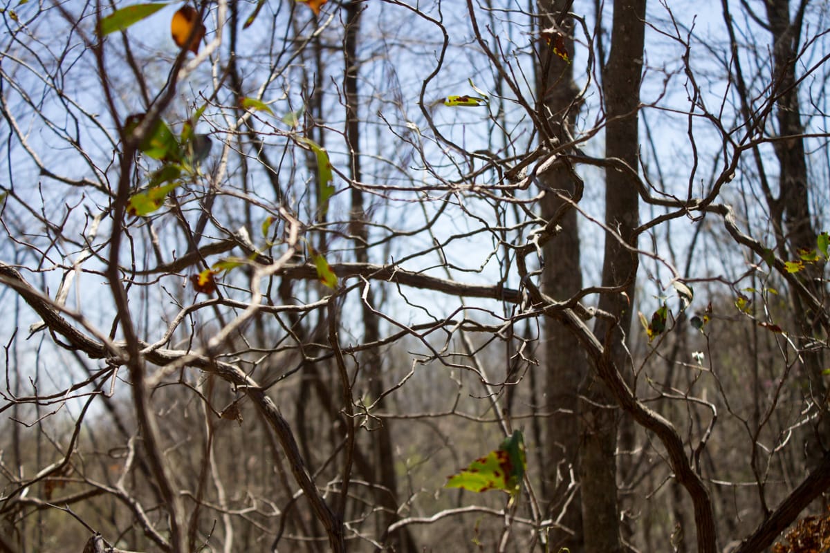 Chestnut Oak Ridge Tract 24 photo 16