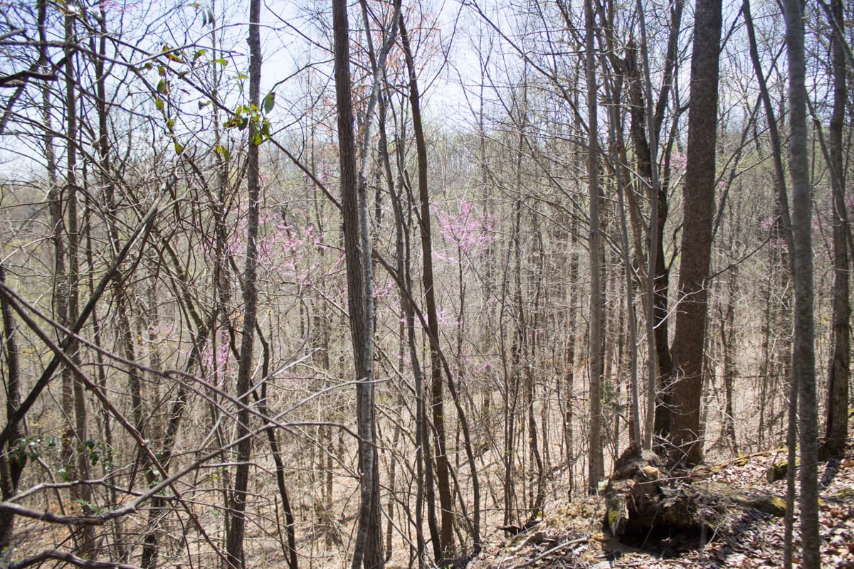 Chestnut Oak Ridge Tract 24 photo 17