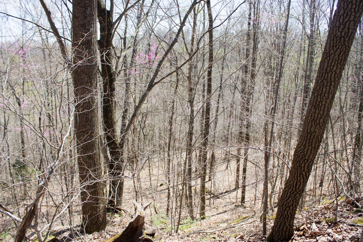 Chestnut Oak Ridge Tract 24 photo 18