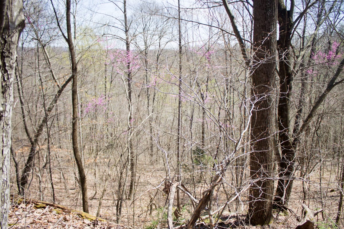 Chestnut Oak Ridge Tract 24 photo 19