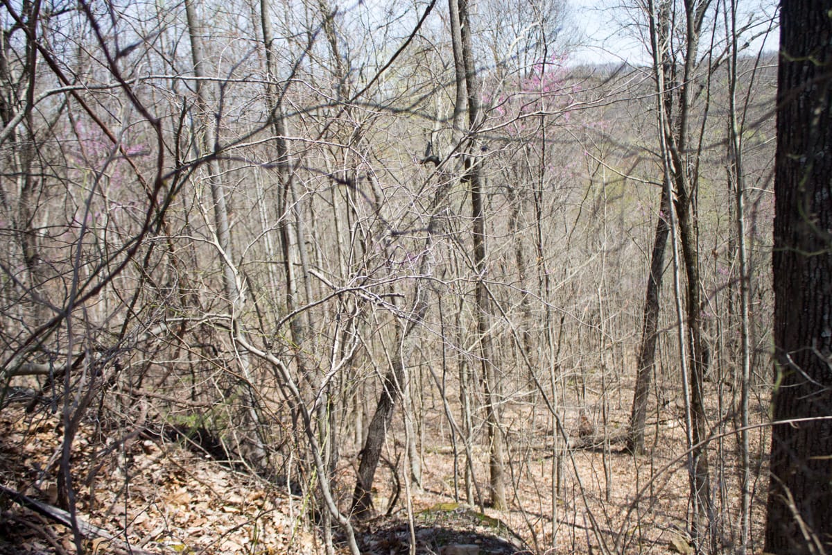 Chestnut Oak Ridge Tract 24 photo 20
