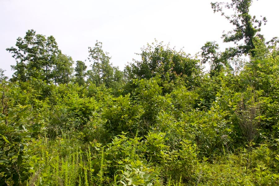Thunder Mountain Ranch Tract 30 photo 4